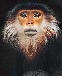 Vietnam's Empty Forests