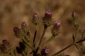 Image result for Pseudoconyza viscosa