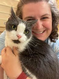 Hollie. Sweet gentle personality. She is still growing but is a small size  cat. She is about 7 months old and still looks and plays like a kitten. She  will also play