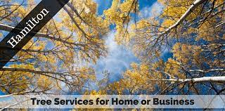 They were very prompt in coming to estimate the job and provide a written proposal. Hamilton Nj Tree Services Tree Removal Tree Services Mercer County Nj Hunterdon County Nj Bucks County Patree Removal Tree Services Mercer County Nj Hunterdon County Nj Bucks County Pa