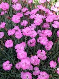 Dianthus Tiny Rubies Dianthus Flowers Flowers Perennials Perennials