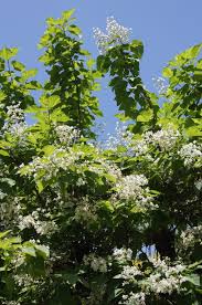 Tutti noi vogliamo che il nostro appartamento sia profumatissimo e che si contraddistingua da tutti gli altri. Bianche E Profumate Fioriture Cucina Della Terra