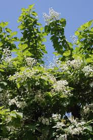 Si può coltivare anche in vaso, ma deve essere messo a dimora solo da settembre a maggio. Bianche E Profumate Fioriture Cucina Della Terra