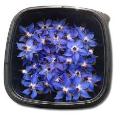 Think beyond salads—edible beauties also lend great flavor dress up your table and impress your family and guests with colorful, edible flowers! Borage Flowers Herbs Unlimited
