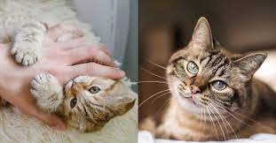 Check spelling or type a new query. Apa Hukum Bulu Kucing Yang Tertanggal Ini Jawapan Mufti