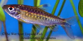 Maybe you would like to learn more about one of these? Pin Auf Freshwater Fish Characins