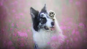 Auch fotos von süßen hunden und welpen. Foto Border Collie Hunde Susse Tiere 2560x1440