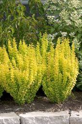Berberis candidula palesleaf barberry 2' the flowers of this plant are bright yellow and. 83 Best Lime Green Evergreen Shade Ideas Plants Evergreen Shrubs