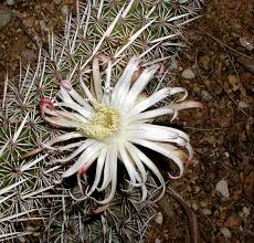 Listen to all your favourite artists on any device for free or try the premium trial. A Rare Bloom On A Stenocereus Eruca The Creeping Devil Succulents