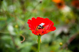 Weather history for places in georgia. State Botanical Garden Of Georgia Flower Garden