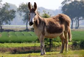 A mule is the offspring of a male donkey (jack) and a female horse (mare). Mules For Sale