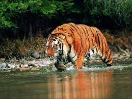 Animal Photo Of An Endangered Siberian Tiger Searching For Food Jpg 1600 1200 Wild Animal Wallpaper Tiger Wallpaper Tiger Pictures