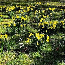 Narzissen Im Fruhling Botanischergartenmunster Garten Pflanzen Gartentechnik Http J Mp 2dr4cjr Botanischer Garten Munster Garten Pflanzen
