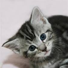 Search our free cat classifieds ads by owner. Adopt Kittens On Petfinder Tabby Kittens For Sale Grey Tabby Kittens Tabby Kitten