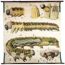 Vintage Wall Chart Caterpillar By Paul Pfurtscheller 1911