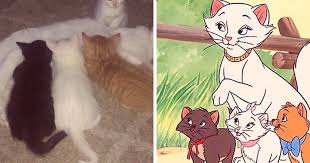 This makes them feel special from our perspective and are inspired to be a very important part of our lives. Owners Named Their Cat Duchess And Then She Gave Birth To All Of The Aristocats Cast Bored Panda