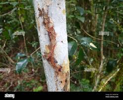 Image result for Ochna arborea