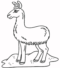 They're friendly, social animals and great at protecting the herd. Llama Coloring Page Coloring Home