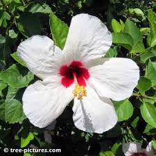 If you are looking for a plant that boasts dramatic, vibrant flowers, you may want to consider tropical hibiscus. 8 Impressive Bermuda Hibiscus Pictures Hibiscus White Hibiscus Hibiscus Tree