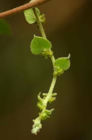 Image result for Cissampelos mucronata