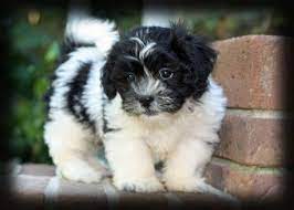 Shichon Puppies Sc Shichon Puppies For Adoption Puppies Shichon Puppies Pets