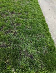 Perfection Or Earth Stuff Chemical Or Organic Lawn Care In Cleveland And Then We Tried
