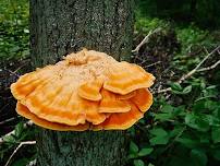 Fall Mushroom Foray with Sam Feld [OFFSITE]