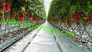 Este una dintre cele mai bune vitamine pentru gravide deoarece asigura nou nascutului o dezvoltare optima a imunitatii. Scheme De Plantare A RoÈ™iilor Intr O SerÄƒ Inclusiv Compactate IngroÈ™ate NuanÈ›e Pentru Soiuri Nedeterminate De RoÈ™ii O Descriere A Cat De Departe Ar Trebui SÄƒ Fie Tufele GrÄƒdinÄƒ De Legume