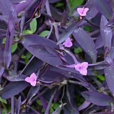 Image result for Tradescantia pallida