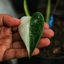 Yang Bener Setengah Hijau Apa Setengah Putih Monstera Monsteramonday Monsteravariegata Monsteravarigata Instagram Posts Instagram Cucumber