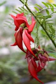 Image result for Cyclocarpa