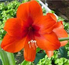 Red Amaryllis Red Amaryllis Amaryllis Bulbous Plants