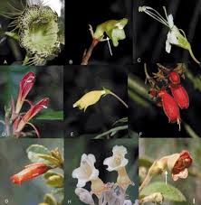 Image result for Gesneriaceae