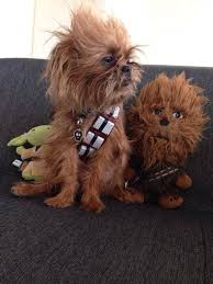 Chewie Dog Amazing Chewbacca Dog Pet Costumes Cute Animals