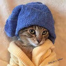 At Spa Cute Funny Cat Kitten Pictures Videos Cute Animals Cute Cats Cute Baby Animals