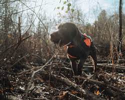 How to introduce a shock collar to a dog for best results. Introducing A Dog To An E Collar A Guide To Collar Conditioning