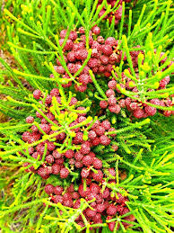 Image result for Pavetta gerstneri