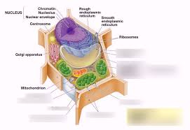 Plant cells have a rigid, protective cell wall made up of polysaccharides. Parts Of A Plant Cell Diagram Quizlet