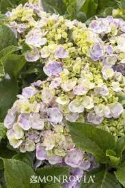 Next Generation Wedding Ring Hydrangea Hydrangea Varieties Big Leaf Hydrangea Hydrangea