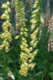 Pin On Perennial Flower Images