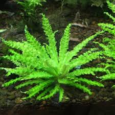 Image result for Pogostemon rogersii