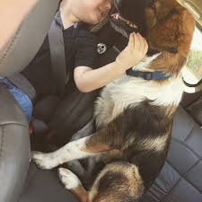 Pyrenees and black lab mix. Best Great Pyrenees Black Lab Mix For Sale In Brenham Texas For 2021