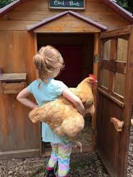 The white leghorn, golden comet, rhode island red, and beautiful barred plymouth rock are known for being some of the best egg layers with high production rates. Top Five Kid Friendly Chicken Breeds Fresh Eggs Daily