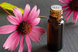 Listen to the audio pronunciation in several english accents. Echinacea Benefits Uses Side Effects And Effectiveness