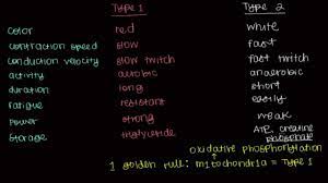 Type 1 And Type 2 Muscle Fibers Youtube Muscle Type 1 Physiology