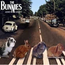 Gefallt 1 740 Mal 29 Kommentare Tiffo S Club Tiffosclub Auf Instagram Tiffo My Favorite Album Alrea Crazy Bunny Lady Rabbit Jokes Bunny Pictures