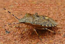 How to get rid of aphids: Get Rid Of Stink Bugs In Home And Garden The Homestead Survival