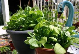 How To Grow Spinach In Pots Container Vegetable Gardening Container Gardening Vegetables Growing Spinach Growing Vegetables In Pots