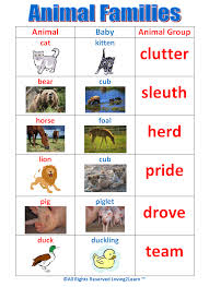 Pint Off This Animal Families Chart Www Loving2learn Com Animals Animal Activities Animal Groups