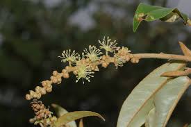 Image result for Croton gratissimus